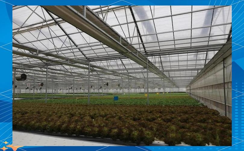 京东植物工厂:创新蔬菜种植模式的先锋